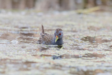 Baillon's Crake Raising Tail Feathers in Wetland Habitat