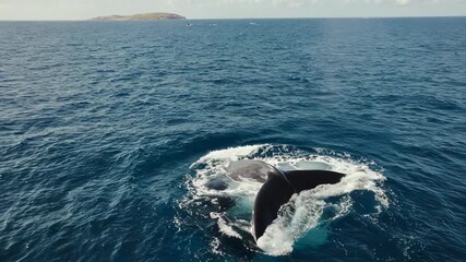 Aerial view of a whale's tail breaking the ocean's surface with an island in the background