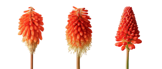 A vibrant display of three blooming red torch lily flowers, showcasing their unique shapes and colors against a clean background, perfect for botanical studies or floral designs