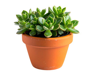 Succulent in terracotta pot with thick, vibrant green leaves