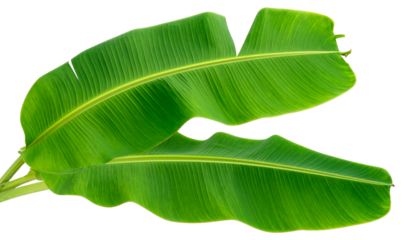 Pair of Fresh Banana Leaf Variations isolated on transparent background
