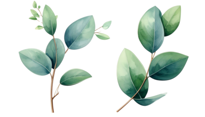 Pair of Fresh Eucalyptus Sprig Variations isolated on transparent background