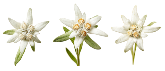 Three delicate edelweiss flowers with white petals and yellow centers, beautifully arranged against a transparent background, ideal for nature-themed designs or botanical illustrations