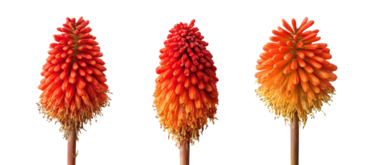 A vibrant display of three striking, red-orange flowering plants arranged in a row, showcasing their unique shapes and colors against a clean, white background, ideal for nature-themed projects