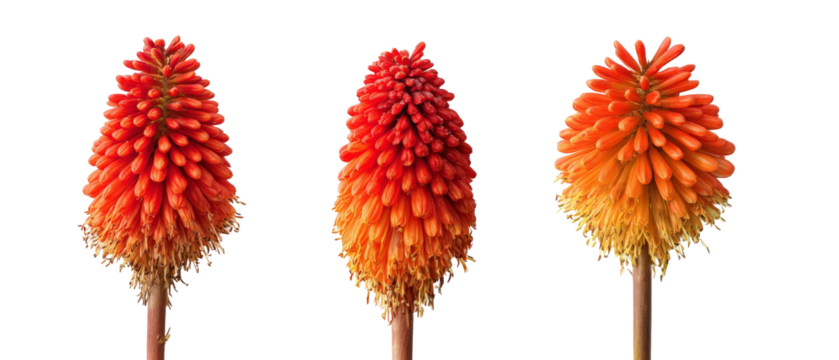 A vibrant display of three striking, red-orange flowering plants arranged in a row, showcasing their unique shapes and colors against a clean, white background, ideal for nature-themed projects