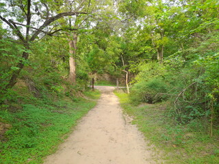 Tropical Forest Dirt Path Nature Trail Hiking