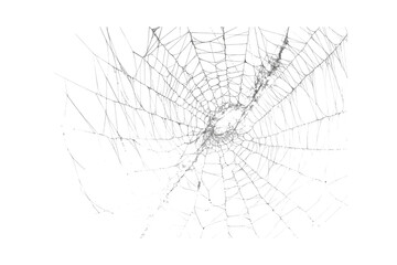 Spiderweb, a delicate and intricate structure