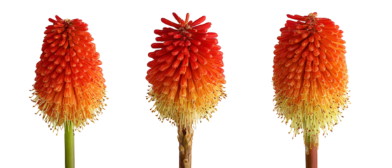 A stunning close-up of three vibrant red and orange flowers, showcasing their unique textures and colors against a black background, perfect for nature-themed projects