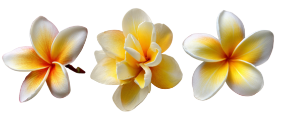 Three vibrant plumeria flowers in varying stages of bloom, showcasing their delicate petals and rich colors against a black background, ideal for nature-themed designs or floral arrangements
