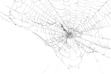 Spider web, a delicate and intricate structure