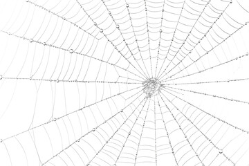 Spiderweb with water droplets in macro photography
