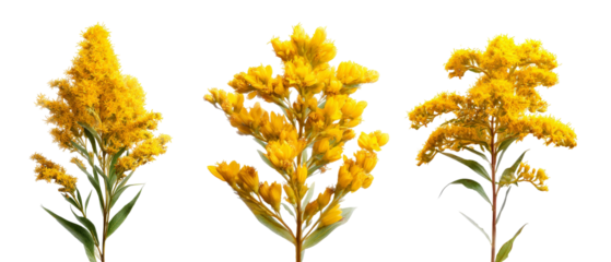Three vibrant clusters of yellow wildflowers are displayed against a clean background, showcasing their natural beauty and intricate details, ideal for nature-themed projects