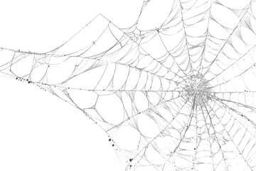 Spiderweb with intricate patterns, a delicate design