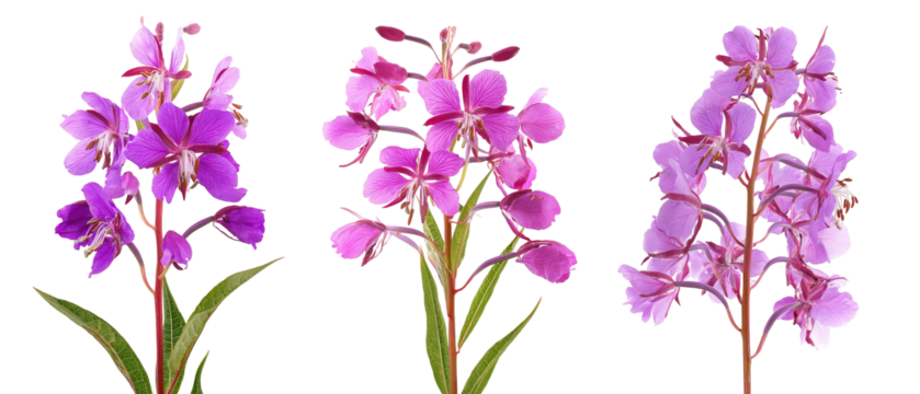 A vibrant display of three distinct orchid flowers in varying shades of purple, showcasing their delicate petals and lush green leaves, set against a clean, neutral background