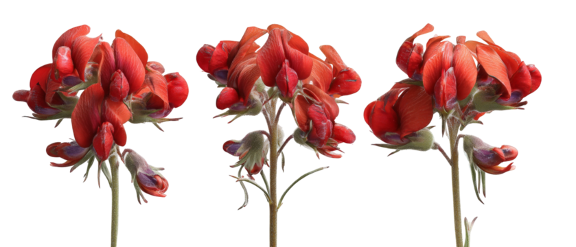 A vibrant cluster of red flowering plants showcasing intricate petals and green stems, set against a clean black background, ideal for nature-themed design projects and botanical studies