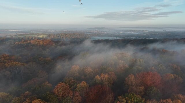 Early morning autumn over Epping forest misty tree canopy