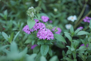 雨に濡れたピンクのペンタスの花