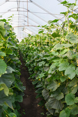 Cucumber plants growing in modern greenhouse