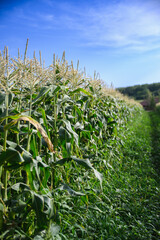 Rows of tall green corn plants growing in sunny field with blue sky.