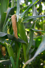 Close-up of ripe corn cob with silk on tall green plant.