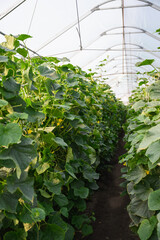 Cucumber plants growing in modern greenhouse