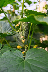 Close-up of green cucumber hanging on vine among large leaves in garden.