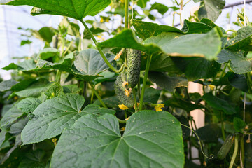 Close-up of green cucumber hanging on vine among large leaves in garden.