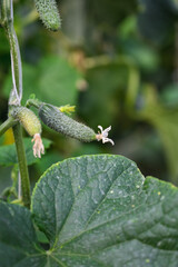 Close-up of green cucumber hanging on vine among large leaves in garden.