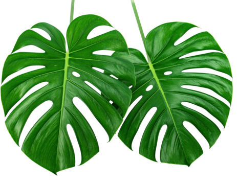 Pair of vibrant green monstera leaves, close up
