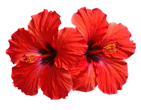 Two vibrant red hibiscus blossoms against a stark black backdrop