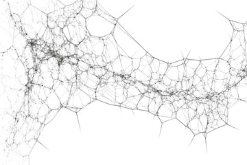 Obraz premium Delicate spiderweb, showcasing intricate web design