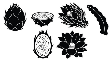 Dragon fruit pitaya exotic fruit black and white vector illustration vector