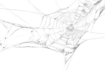 Spiderweb with intricate patterns, a delicate trap