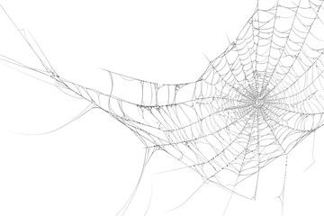 Spiderweb with intricate design, a natural wonder