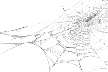 Spider web with intricate patterns