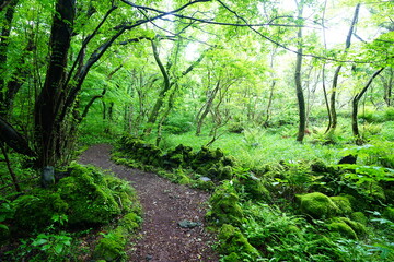 fresh green forest and path with ferns