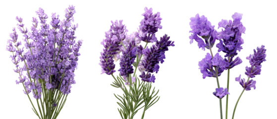 A vibrant arrangement of lavender flowers showcasing varying shades of purple, set against a clean background, perfect for use in floral design or nature-themed projects