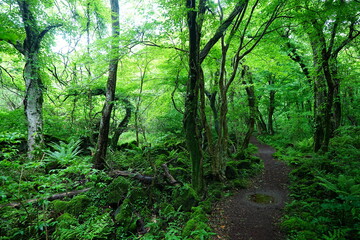 Fototapeta premium fine spring path through old trees and fresh ferns