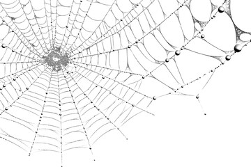 Spider web with water droplets, closeup view