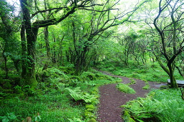 fine spring path through old trees and fresh ferns