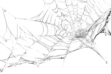Fototapeta premium Spiderweb, a delicate and intricate natural structure
