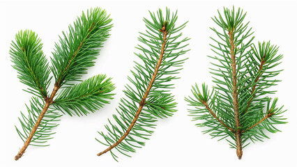 Naklejka premium pine branch isolated on white