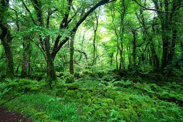 wild spring forest with fresh ferns
