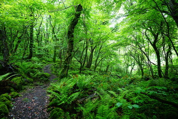 fresh green forest and path with ferns