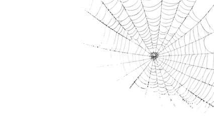 Spiderweb, a delicate and intricate natural structure