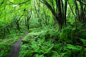 Obraz premium fine spring path through old trees and fresh ferns