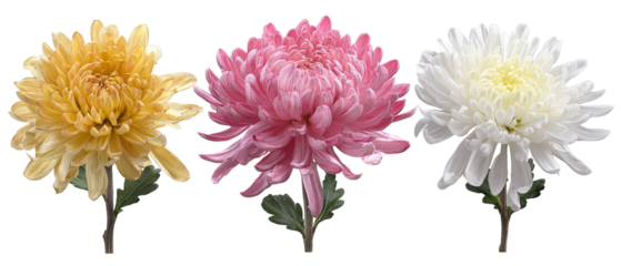 A vibrant arrangement of three chrysanthemums in yellow, pink, and white, showcasing their intricate petals and natural beauty against a clean background, ideal for floral design projects