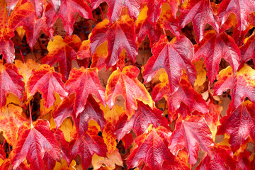 Red autumn leaves of Virginia creeper covering a wall. Natural fall background, decorative foliage texture, perfect for seasonal design and gardening themes.
