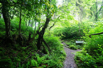 fine spring path through old trees and fresh ferns