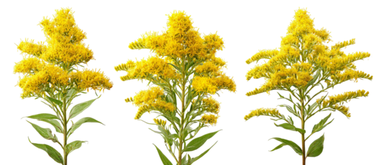 Three vibrant yellow flowering plants arranged in a row against a transparent background, showcasing their lush foliage and intricate floral details, ideal for nature-themed projects
